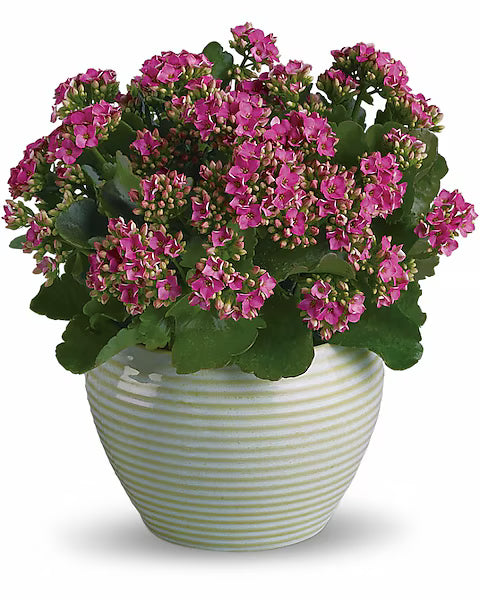 Bountiful Kalanchoe