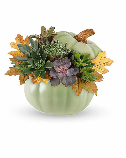 Teleflora's Sage Pumpkin Succulent Garden