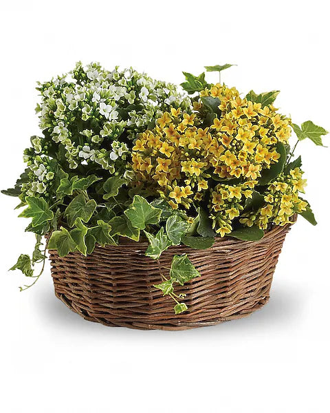 Basket of Joy