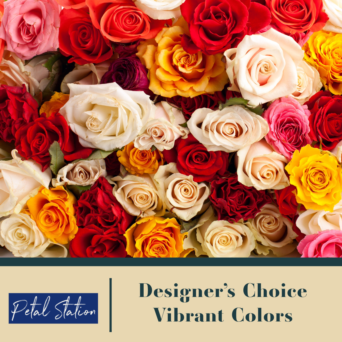 Designer Choice - Vibrant Color