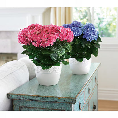 Happy Hydrangea - Pink