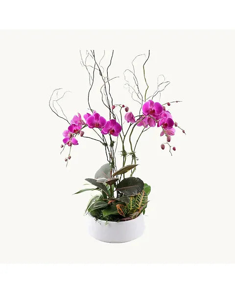 Orchid Garden Style 1