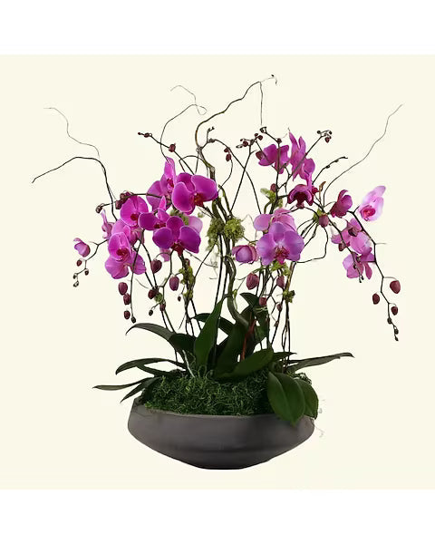 Orchid Garden Style B