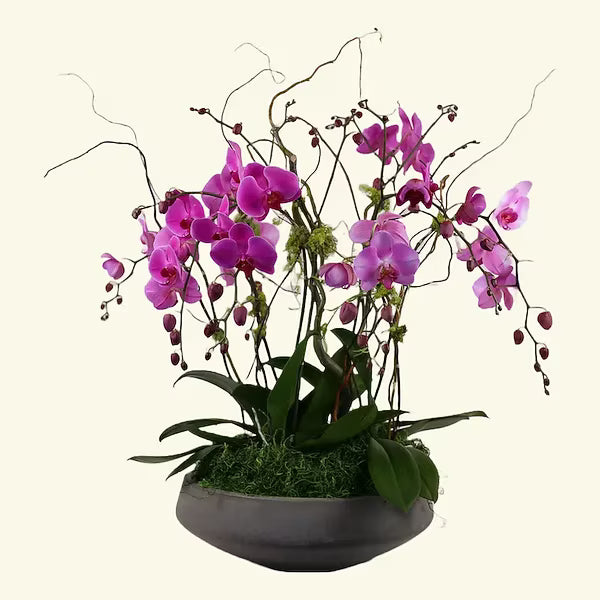 Orchid Garden Style B
