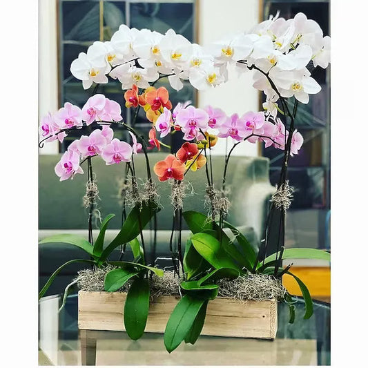 Orchid Garden Style C