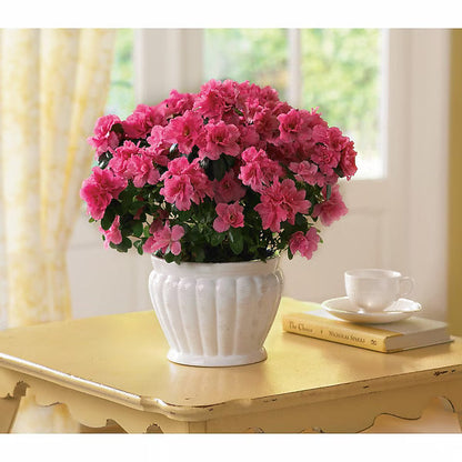 Pretty In Pink Azalea