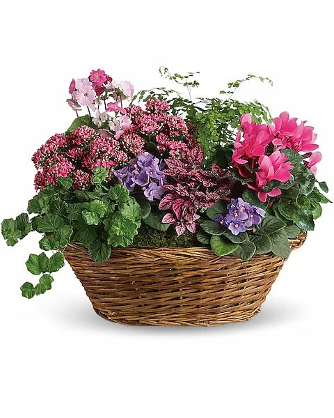 Simply Chic Mixed Plant Basket