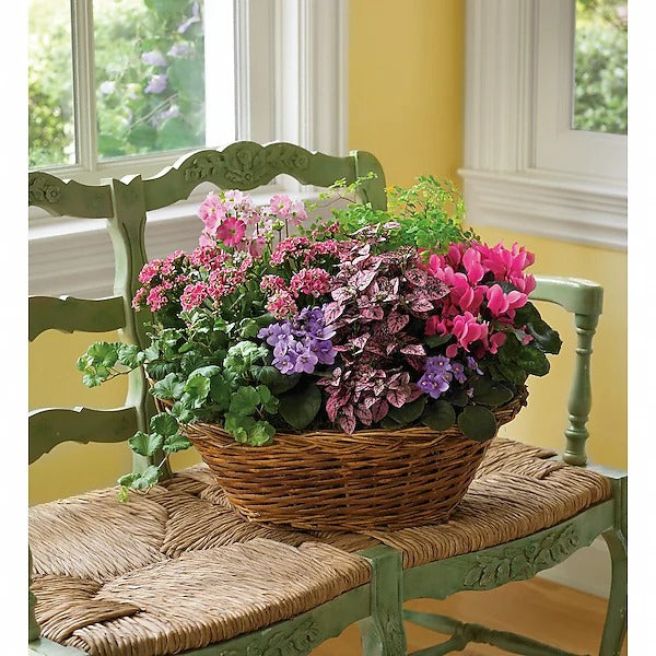 Simply Chic Mixed Plant Basket