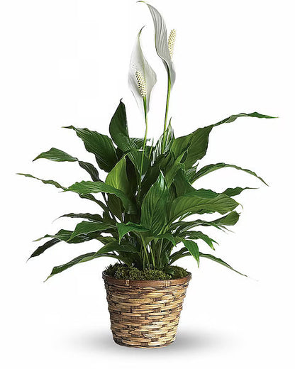 Potted plant with white flowers and green leaves on a white background