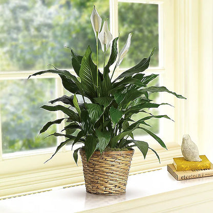 Potted plant on a windowsill