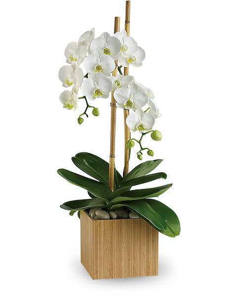 White orchid plant in a wooden planter and green leaf
