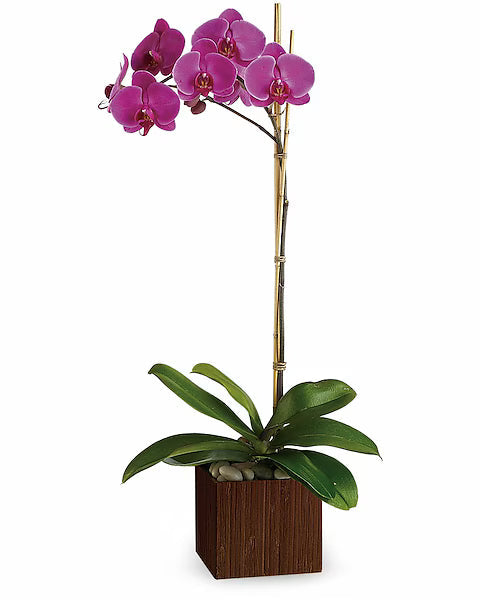 Pink orchid in a wooden pot on a white background