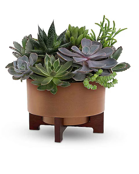 Teleflora's Harvest Succulent Garden