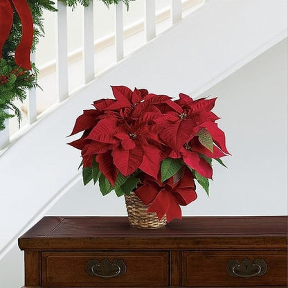 White Poinsettia with Pot Cover
