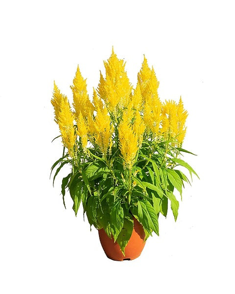 Potted plant with yellow flowers and green leaves