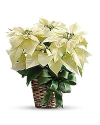 White Poinsettia with Pot Cover