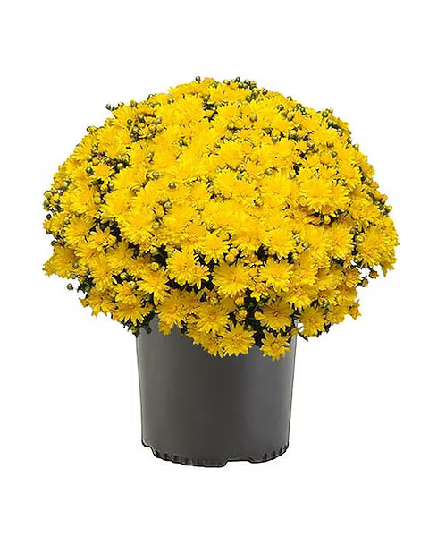 Fall Mums